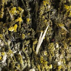 Pyromorphite. [M 53451]