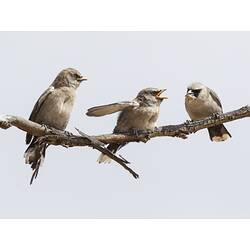 Three grey birds on branch.