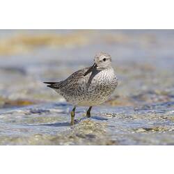 Mottled brown wader bird in shallow water.