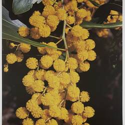 Close up of a sprig of yellow wattle.