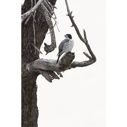 Black, grey and white bird on bare branch.