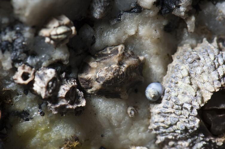 Marine snails and barnacles on rock.