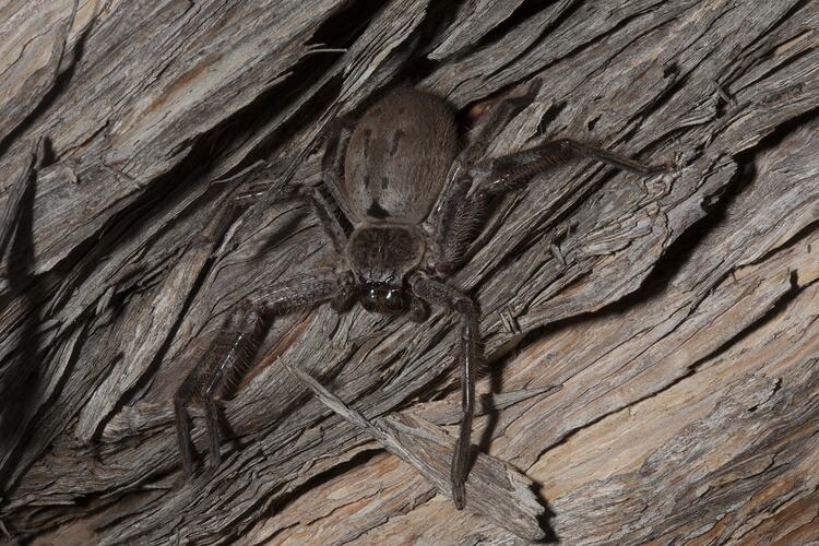 Flat, long-legged spider on bark.