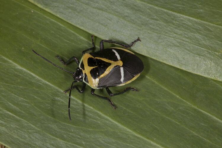 Beetle with geometric yellow and black pattern.