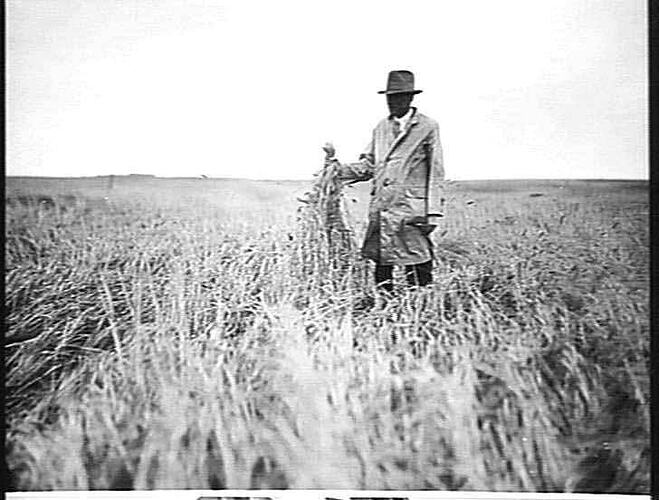 DOWN CROP OF BARLEY, CAIRNS' BROS., LISMORE, VIC. YIELD 75 BUSHELLS