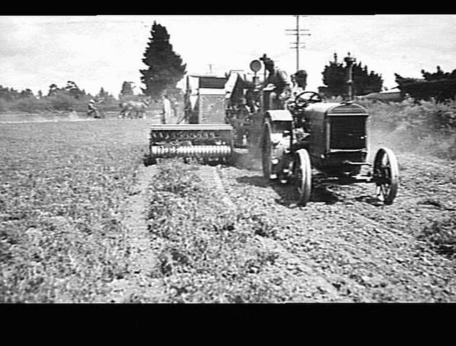 ENGINE FUNCTIONED HEADER WITH PICK-UP HARVESTING PEAS AT J. BOYCE'S FARM, LINCOLN, NEW ZEALAND: 1935