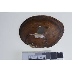 Bivalve valve showing exterior above scale bar.