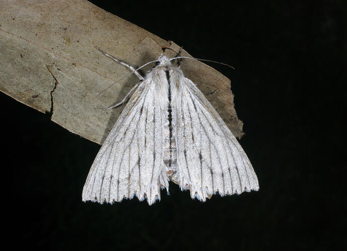 <em>Paraterpna</em> sp., moth. Great Otway National Park, Victoria.