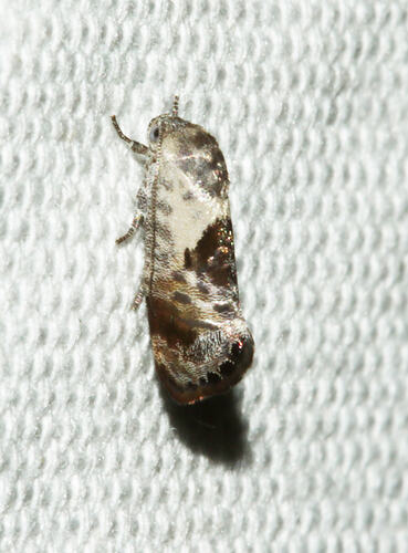 <em>Eupselia carpocapsella</em>, moth. Great Otway National Park, Victoria.