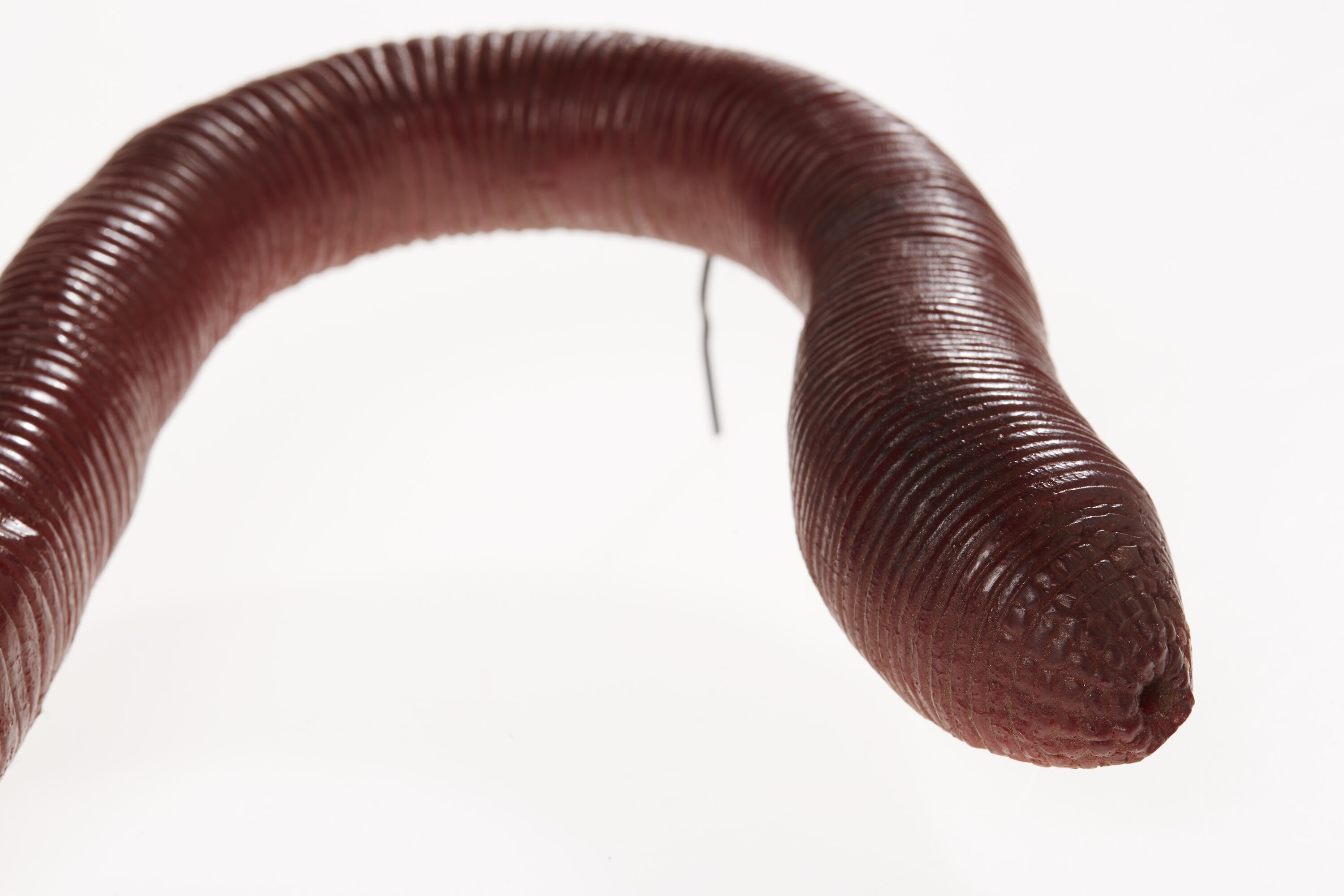 Model Giant Gippsland Earthworm, Megascolides australis McCoy, 1878