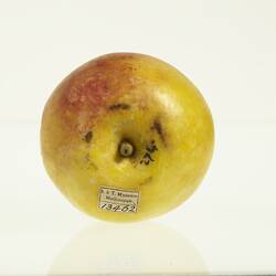 Wax model of an apple painted yellow and red. Top view.
