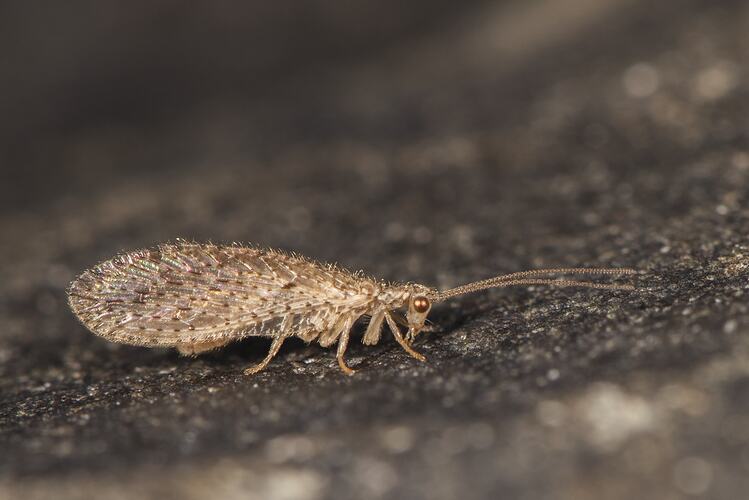 Brown Lacewing on rock.