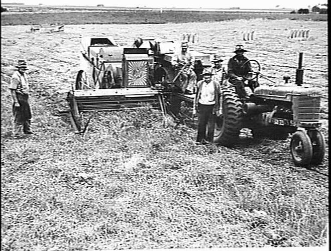 MR P. MARTIN, KOROIT, HARVESTING NINE BAGS OF DUN PEAS TO THE ACRE WITH HIS SUNSHINE H.S.T. P.T.O. HEADER FITTED WITH A NO.5 PICKUP AND CUTTERBAR. IN THE GREEN STAGE THE VINES STOOD FOUR FOOT SIX INCHES HIGH.
