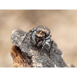 Front view of mottled brown spider.