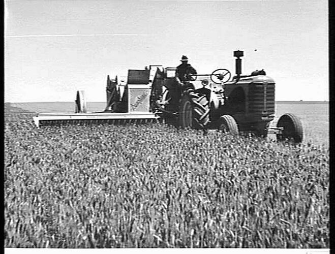 MR. J. P. WHELAN, WYCHEPROOF, VIC, HARVESTING 350 ACRES OF QUADRAT WHEAT, WITH THE 10 FT NO. 6 SUNSHINE POWER-DRIVE HEADER COUPLED TO SUNSHINE MASSEY HARRIS TRACTOR. TRACTOR BEING OPERATED FROM THE HEADER BY `ONE-MAN' CONTROL: JAN 1949