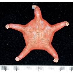 Back view of red-pink seastar on black background with ruler.
