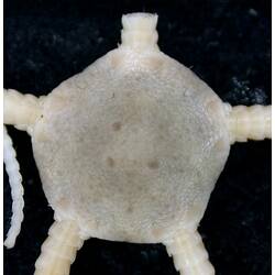 Cream-white brittle star with close-up of dorsal disc on black background.
