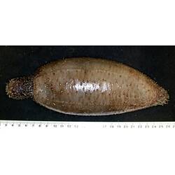 Back view of dark brown sea cucumber showing tube feet on black background with ruler.