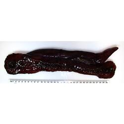 Dark-purple sea cucumber with fin-like appendage and ventral tube feet and tentacles on white background.