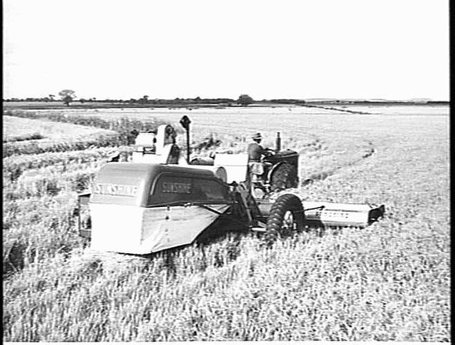 HARVESTING 3 TONS OF RICE PER ACRE WITH SUNSHINE NO. 4 HEADER AND 744 DIESEL TRACTOR. MR. P. BADOCO, FARM 258, GRIFFITH, N.S.W.: APRIL 1953