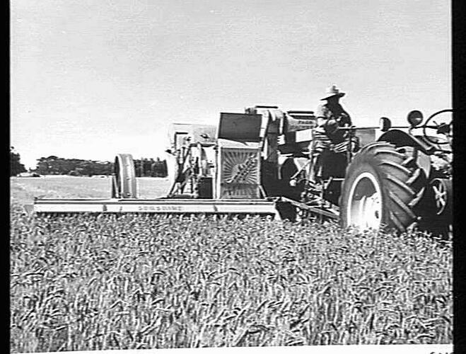 NO 501. SUNSHINE NO.6 POWER DRIVE HEADER FITTED WITH ONE MAN CONTROL COUPLED TO 744D TRACTOR HARVESTING A FINE WHEAT CROP ON MR. IAN CAMERON'S PROPERTY NATIMUK, VICTORIA
