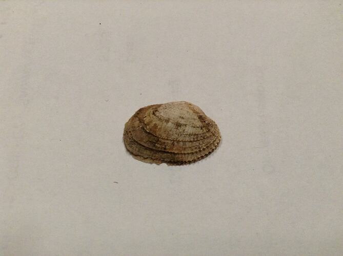 Aged bivalve shell.