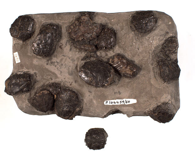 <em>Notopocorystes bischai</em>, fossil crabs. [P 144459]