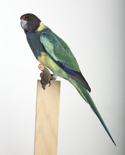 Taxidermied parrot specimen with green, blue and yellow feathers, perched on a branch.