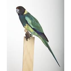 <em>Barnardius zonarius semitorquatus</em>