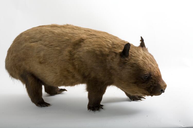 Taxidermied wombat specimen .