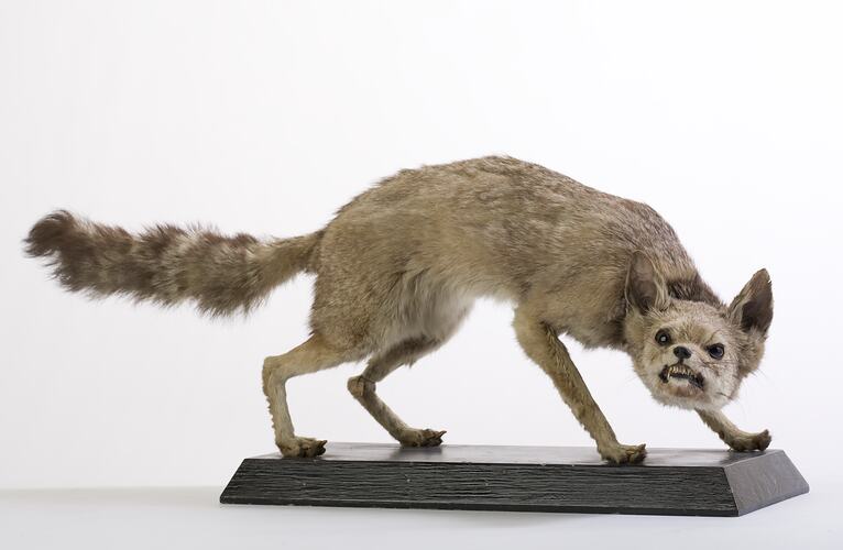 Side view of mounted Pampas Fox specimen.