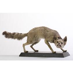 Side view of mounted Pampas Fox specimen.