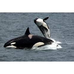 <em>Orcinus orca</em>, Killer Whale