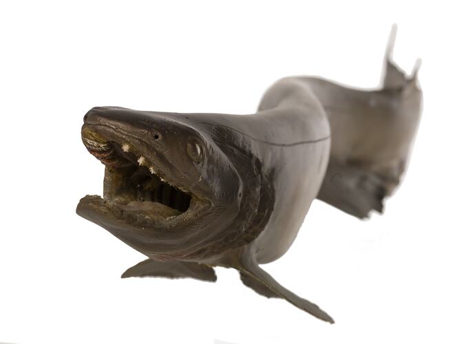 <em>Chlamydoselachus anguineus</em>, Frill Shark, model. [A 19352]