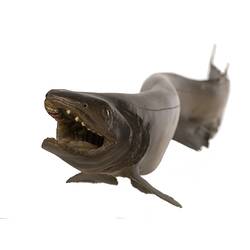 Our Wondrous Planet, Our Wild Family: Model - Frill Shark, <em>Chlamydoselachus anguineus</em> Garman, 1884