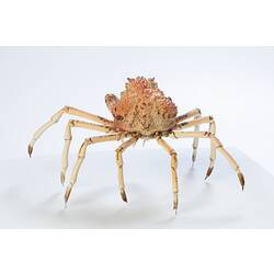 <em>Leptomithrax gaimardii</em>, Giant Spider Crab. [J 46721.22]