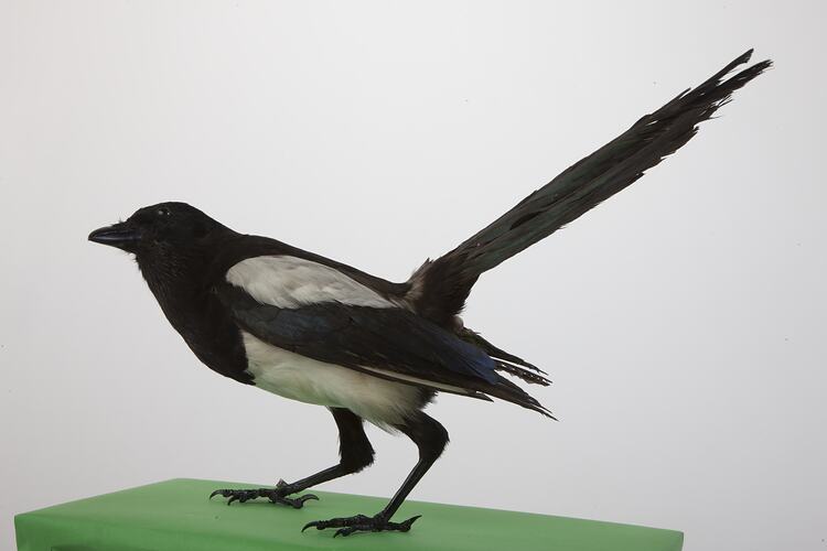 <em>Pica pica pica</em>, Common Magpie, mount.  Registration no. 57884.