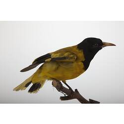 <em>Oriolus xanthornus</em>, Black-hooded Oriole, mount.  Registration no. 25875.