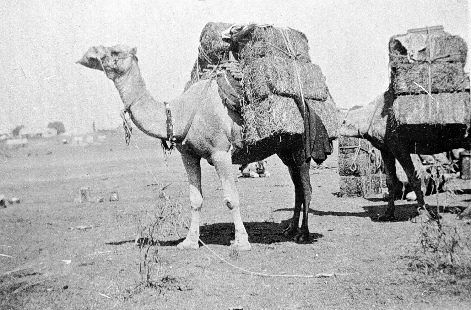 Negative - Euston District (?), New South Wales, circa 1920