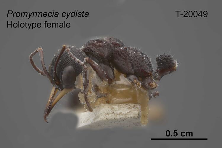 Ant specimen, female, lateral view.