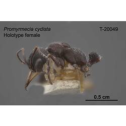 Ant specimen, female, lateral view.