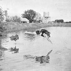 Negative - Diving into the Dam at Chateau Winery, Irymple, Victoria, 1929
