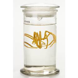 Sea spider wet specimen in glass jar.