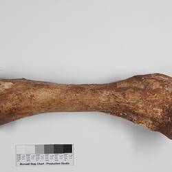 Brown fossil marsupial femur bone.