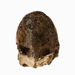 Triangular fossil of upper beak portion.