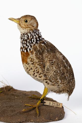 Mottled brown bird specimen mounted on artifical soil base.