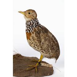 Mottled brown bird specimen mounted on artifical soil base.