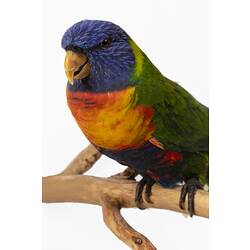 Brightly coloured parrot specimen mounted on a branch.