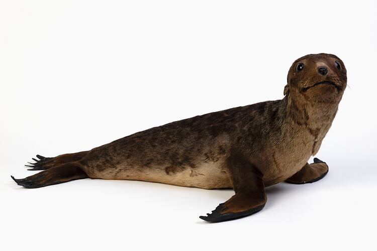 Brown fur seal specimen mount.