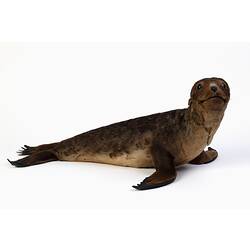 Our Fauna, Sea - Australian Fur-seal, <em>Arctocephalus pusillus</em>